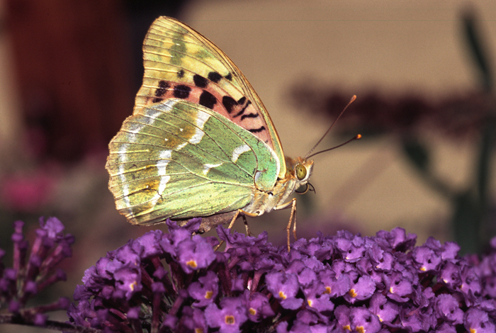 Kardinaalsmantel 3 (Argynnis pandora)